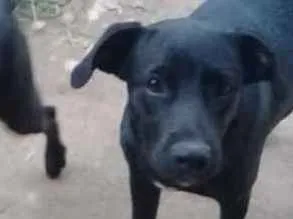 Cachorro raça Vila lata idade 2 a 6 meses nome Não  tem nome
