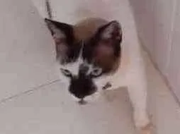 Gato raça  idade 3 anos nome BILI