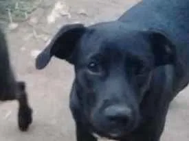 Cachorro ra a Vila lata idade 2 a 6 meses nome Não  tem nome