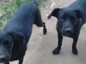 Cachorro raça Vila lata idade 2 a 6 meses nome Não  tem nome