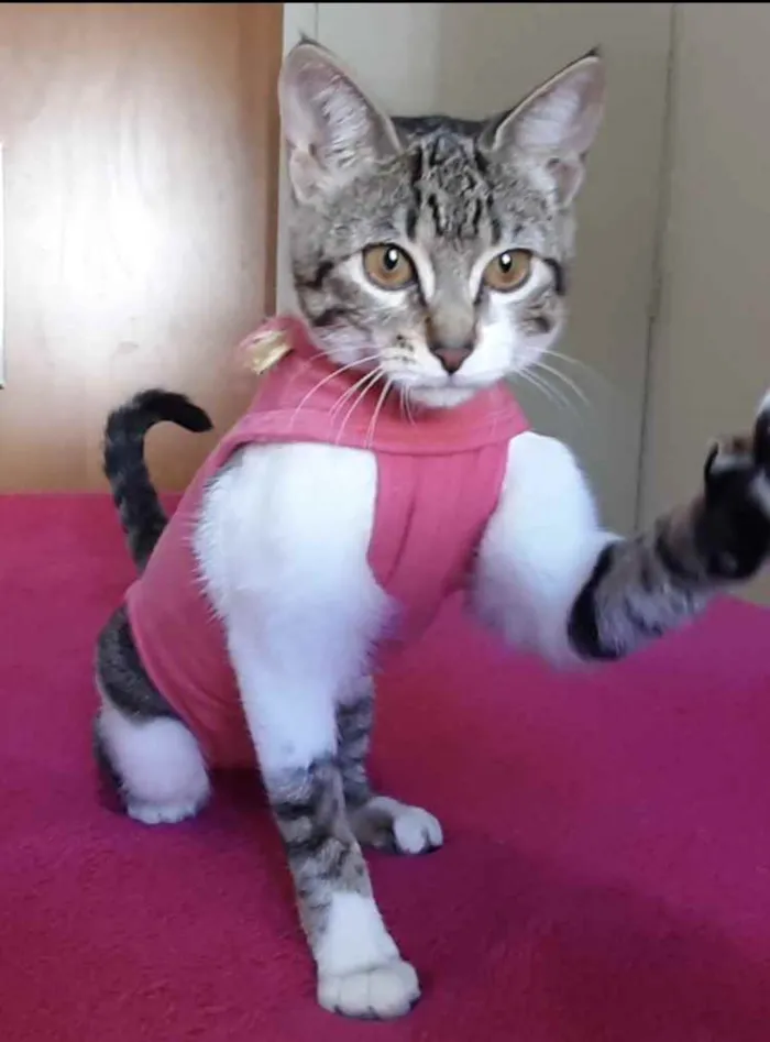 Gato ra a Srd idade 2 a 6 meses nome Matilda
