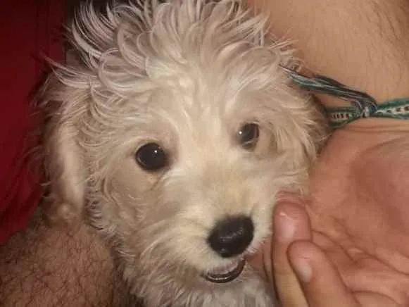 Gato ra a Poodle com Shitzu idade 2 a 6 meses nome Barry