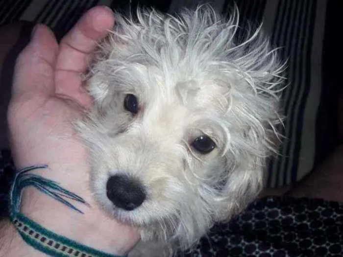 Gato ra a Poodle com Shitzu idade 2 a 6 meses nome Barry