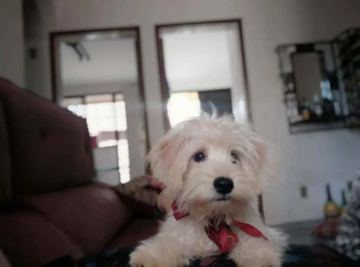 Gato ra a Poodle com Shitzu idade 2 a 6 meses nome Barry
