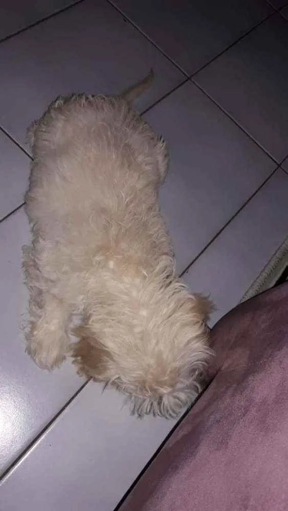 Gato ra a Poodle com Shitzu idade 2 a 6 meses nome Barry
