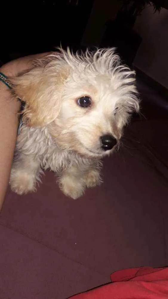 Gato ra a Poodle com Shitzu idade 2 a 6 meses nome Barry