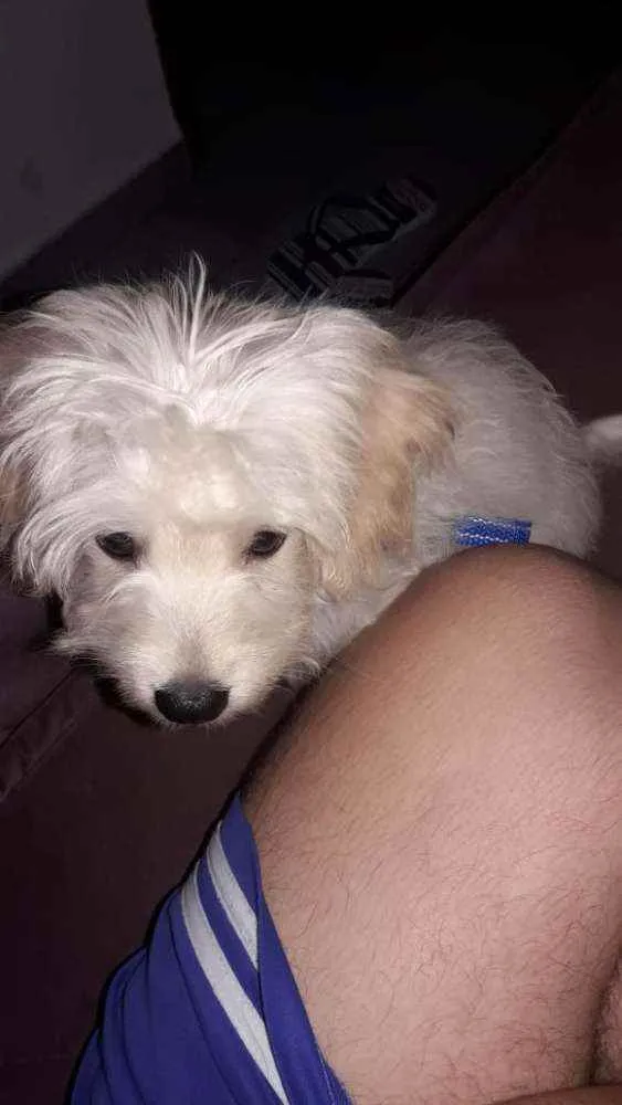 Gato ra a Poodle com Shitzu idade 2 a 6 meses nome Barry