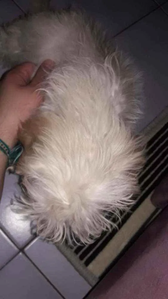 Gato ra a Poodle com Shitzu idade 2 a 6 meses nome Barry