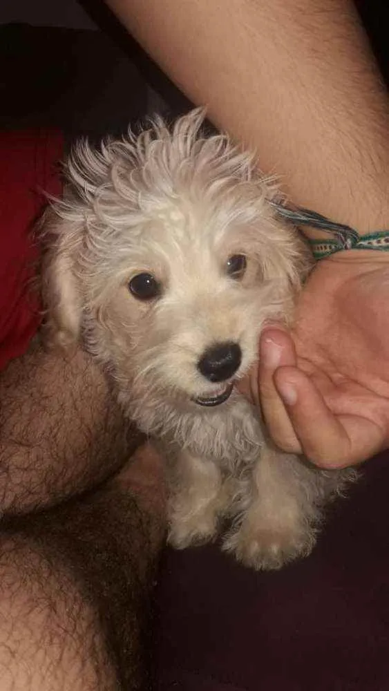 Gato ra a Poodle com Shitzu idade 2 a 6 meses nome Barry