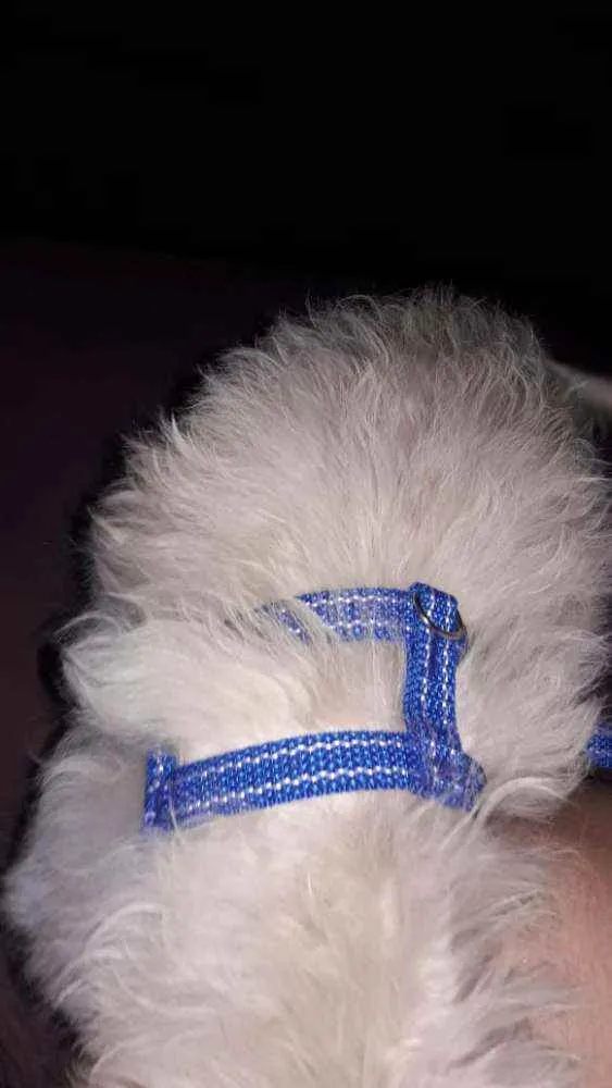 Gato ra a Poodle com Shitzu idade 2 a 6 meses nome Barry