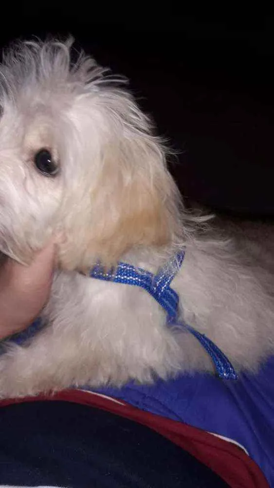 Gato ra a Poodle com Shitzu idade 2 a 6 meses nome Barry