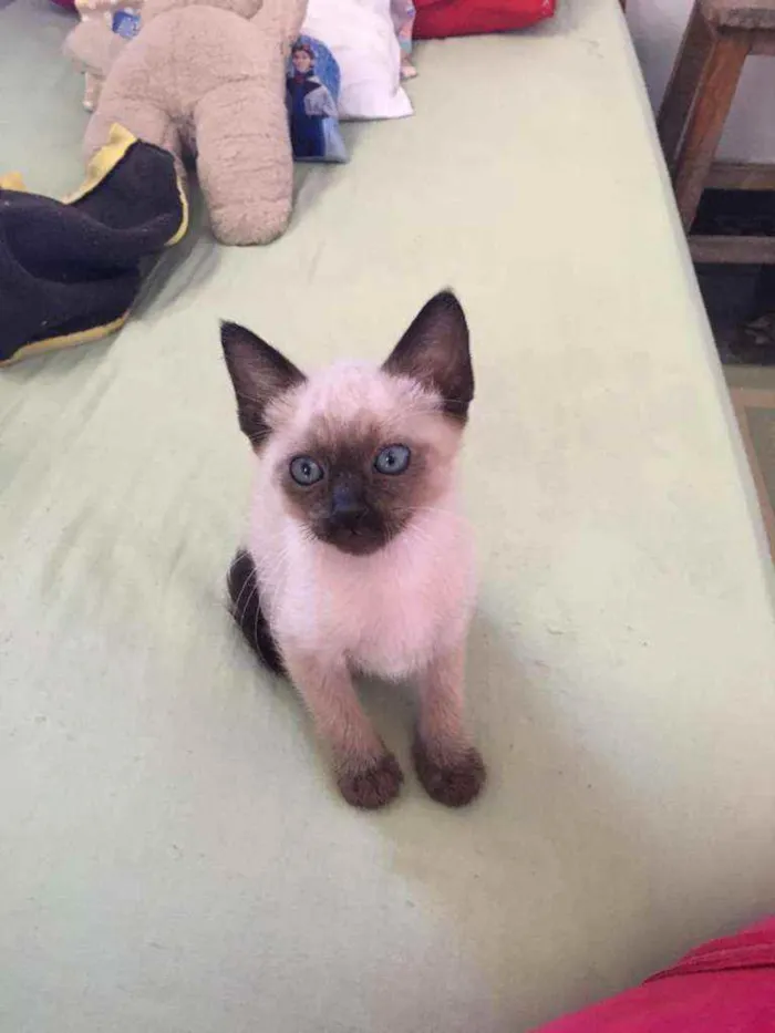 Gato ra a Mestiço siamês idade 2 a 6 meses nome Filhotinho da Val