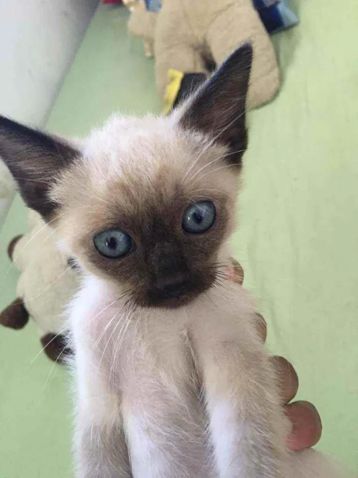 Gato ra a Mestiço siamês idade 2 a 6 meses nome Filhotinho da Val
