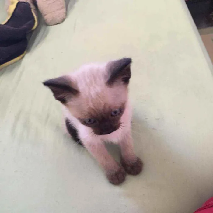 Gato ra a Mestiço siamês idade 2 a 6 meses nome Filhotinho da Val