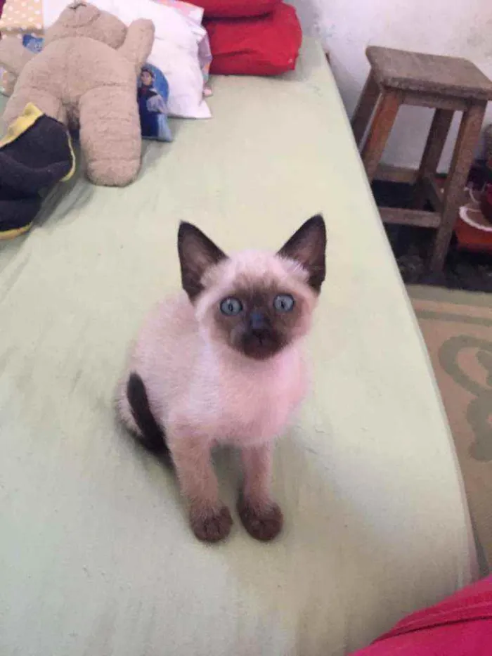 Gato ra a Mestiço siamês idade 2 a 6 meses nome Filhotinho da Val
