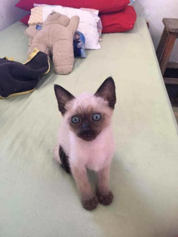 Gato ra a Mestiço siamês idade 2 a 6 meses nome Filhotinho da Val
