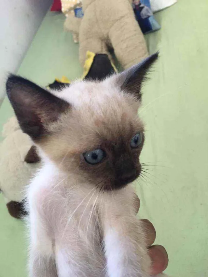 Gato ra a Mestiço siamês idade 2 a 6 meses nome Filhotinho da Val