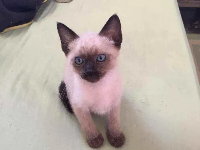 Gato ra a Mestiço siamês idade 2 a 6 meses nome Filhotinho da Val