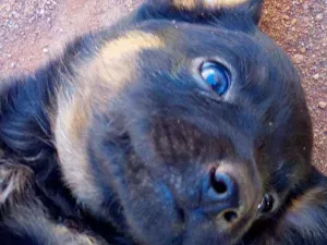 Cachorro raça Vira lata idade Abaixo de 2 meses nome Sem nome