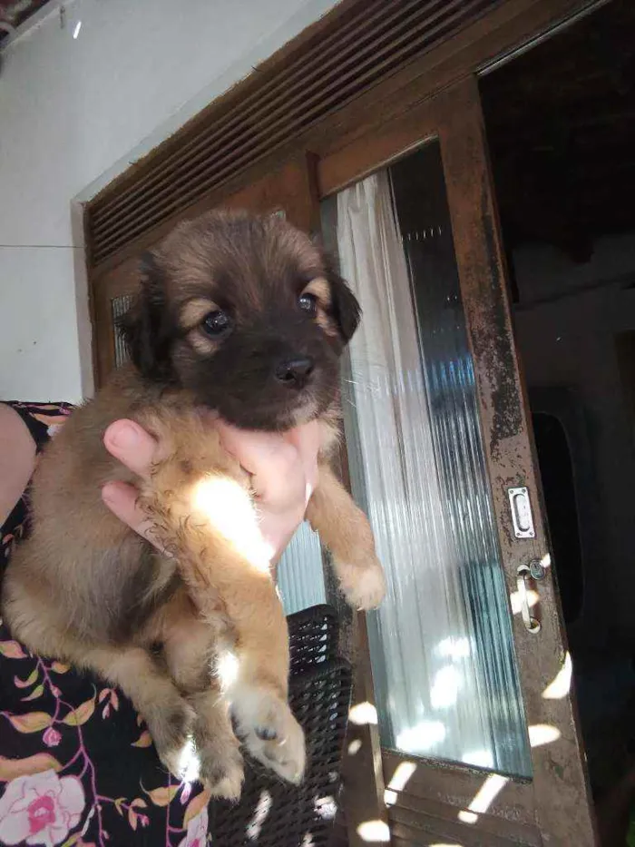 Cachorro raça Srd idade Abaixo de 2 meses nome Sem nome
