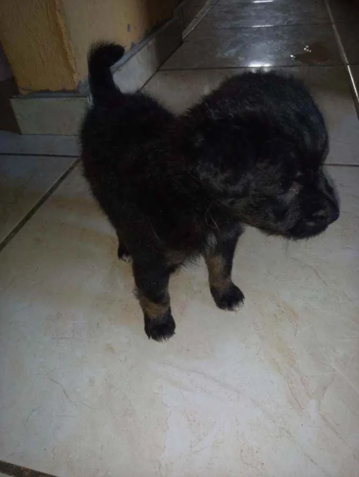 Cachorro raça Srd idade Abaixo de 2 meses nome Sem nome