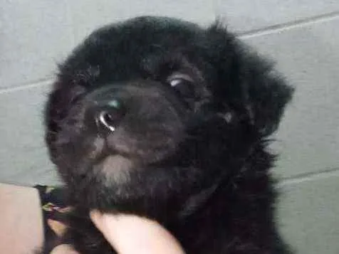 Cachorro raça Srd idade Abaixo de 2 meses nome Sem nome