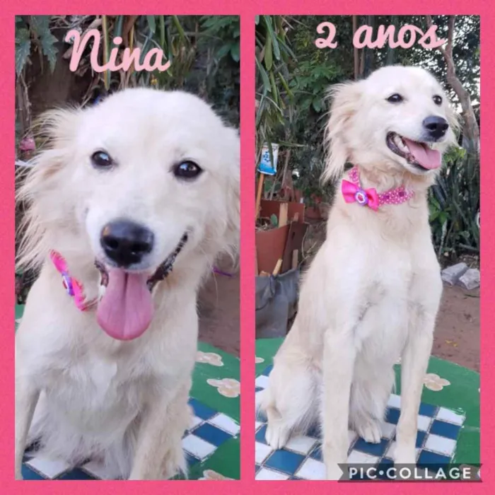 Cachorro ra a Srd idade 2 anos nome Nina