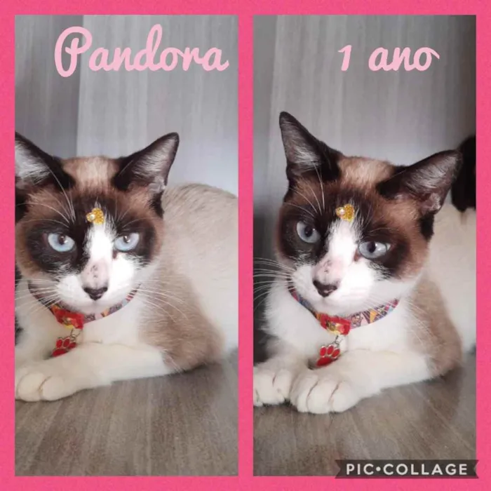 Gato ra a Srd idade 1 ano nome Pandora 