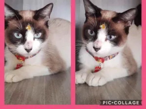 Gato raça Srd idade 1 ano nome Pandora 