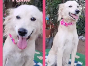 Cachorro raça Srd idade 2 anos nome Nina