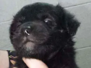 Cachorro raça Srd idade Abaixo de 2 meses nome Sem nome