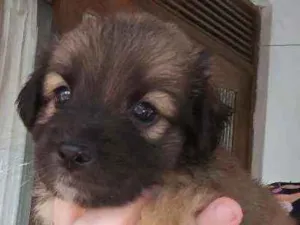Cachorro raça Srd idade Abaixo de 2 meses nome Sem nome