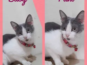 Gato raça Srd idade 2 anos nome Baby