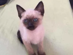 Gato raça Mestiço siamês idade 2 a 6 meses nome Filhotinho da Val
