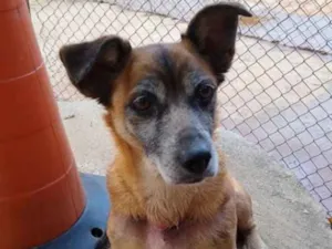 Cachorro raça SRD idade 6 ou mais anos nome Baixinha