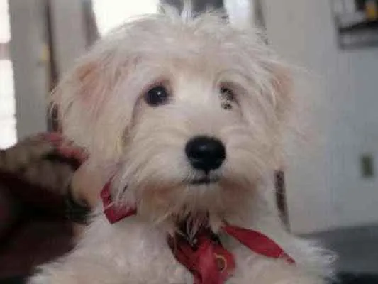 Gato ra a Poodle com Shitzu idade 2 a 6 meses nome Barry