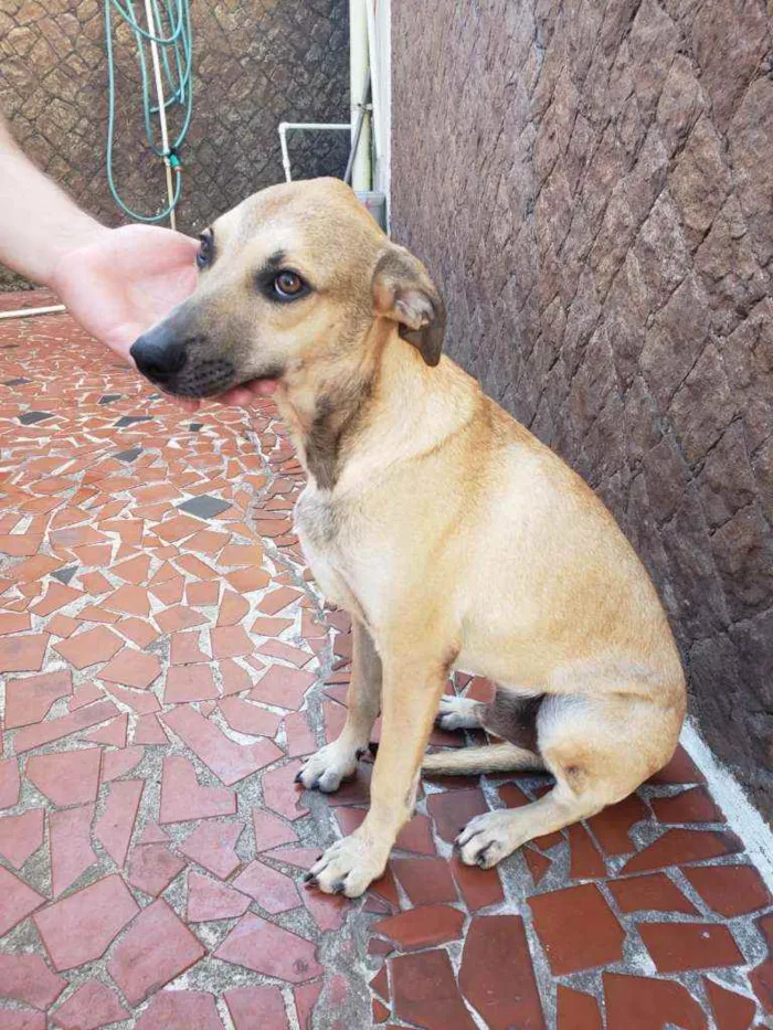 Cachorro ra a SRD idade 7 a 11 meses nome Thor