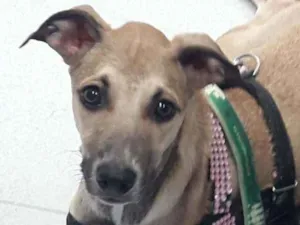 Cachorro raça SRD idade 7 a 11 meses nome Thor