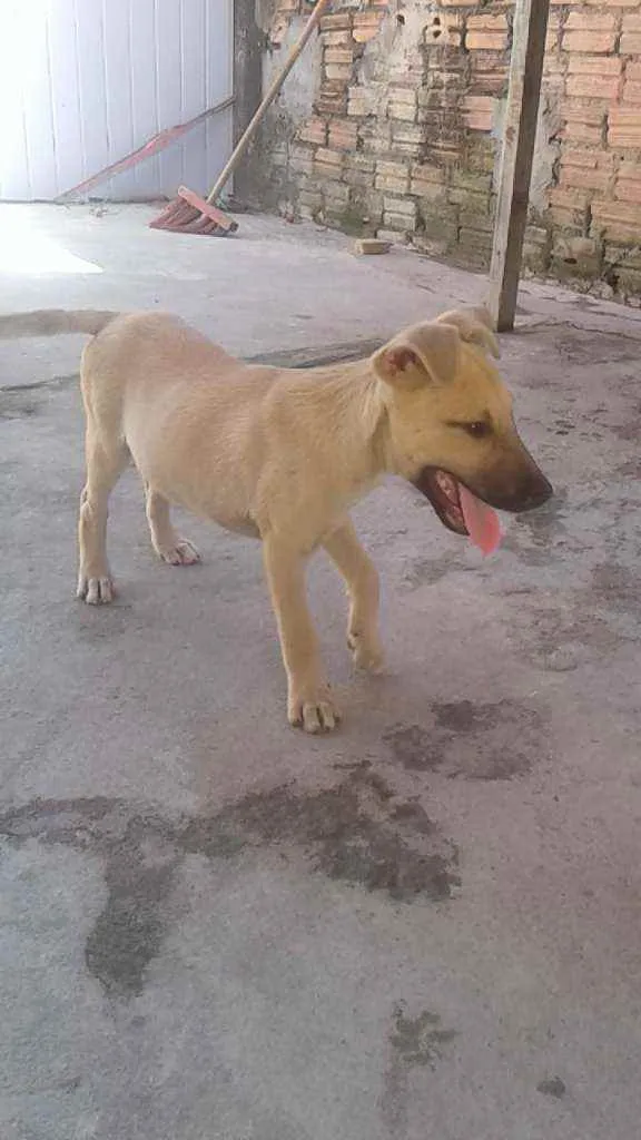 Cachorro raça vira lata idade 2 a 6 meses nome não tem