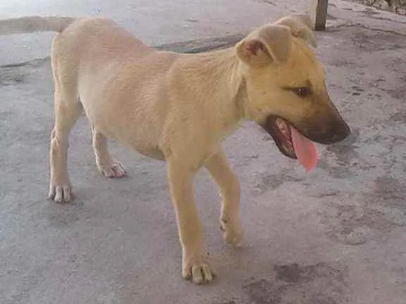 Cachorro raça vira lata idade 2 a 6 meses nome não tem