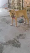 não tem