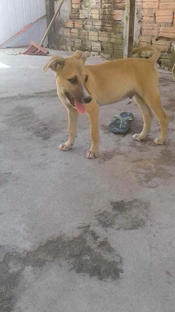 Cachorro raça vira lata idade 2 a 6 meses nome não tem