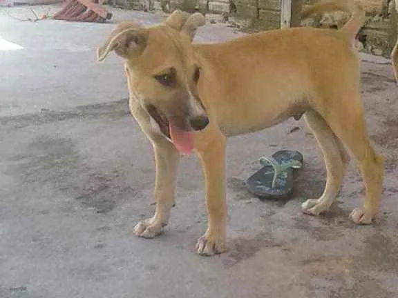 Cachorro raça vira lata idade 2 a 6 meses nome não tem