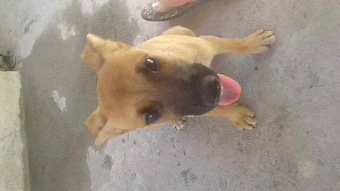 Cachorro raça vira lata idade 2 a 6 meses nome não tem