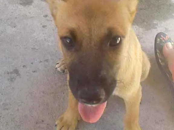 Cachorro raça vira lata idade 2 a 6 meses nome não tem