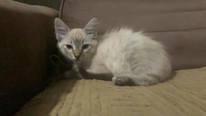 Gato ra a SIALATA idade 2 a 6 meses nome Blenda