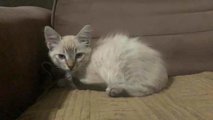 Gato ra a SIALATA idade 2 a 6 meses nome Blenda