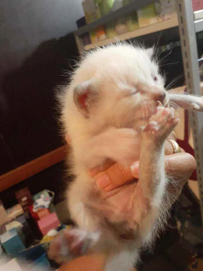 Gato raça Srd idade Abaixo de 2 meses nome Anjinho