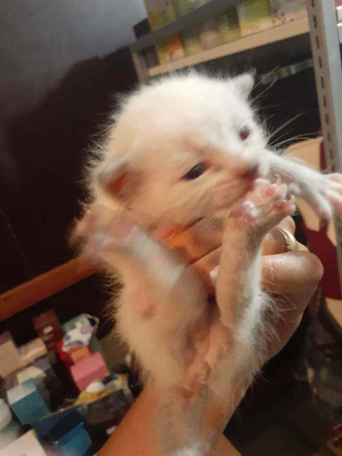 Gato raça Srd idade Abaixo de 2 meses nome Anjinho