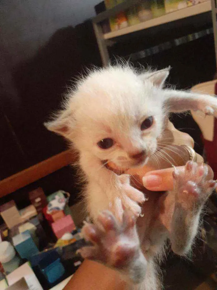 Gato raça Srd idade Abaixo de 2 meses nome Anjinho